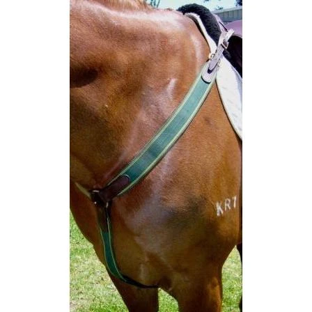 Anthony Thomas Signature Range Elastic Y-Breastplate 4 Anthony Thomas Signature Range Elastic Y-Breastplate - Image 2