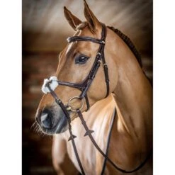 LeMieux Kudos Grackle Bridle 17 LeMieux Kudos Grackle Bridle -Equestrian Supplies Store g0a7257