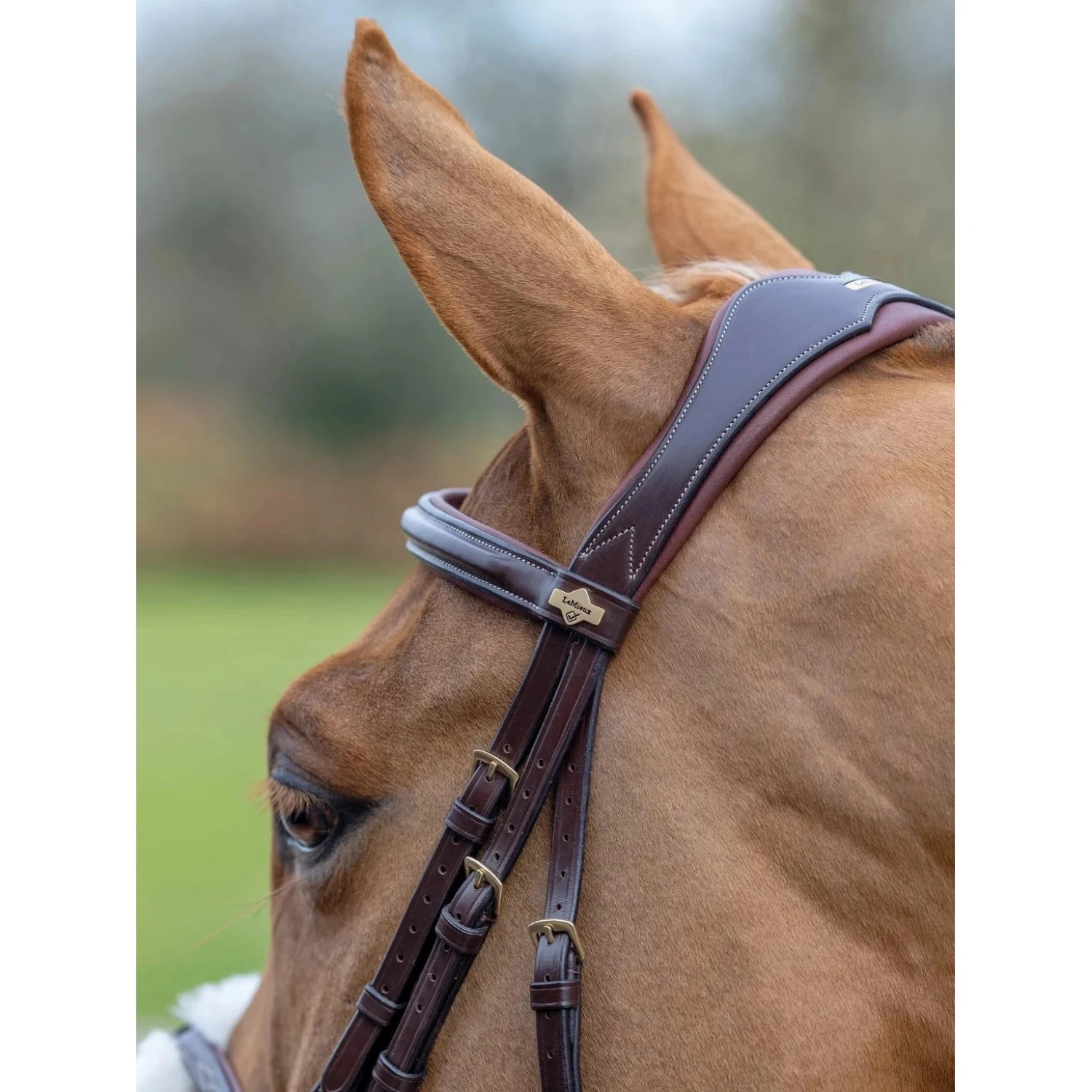 LeMieux Kudos Grackle Bridle 12 LeMieux Kudos Grackle Bridle - Image 10
