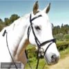 Kentaur Hanoverian Bridle With Decorative Browband And Removable Flash 2 Kentaur Hanoverian Bridle With Decorative Browband And Removable Flash -Equestrian Supplies Store kentaur hanoverian bridle with decorative browband and removable flash bridle